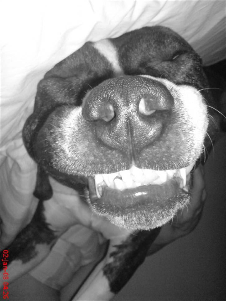 Amerikansk staffordshire terrier Samson R.I.P 18/8-09 billede 20