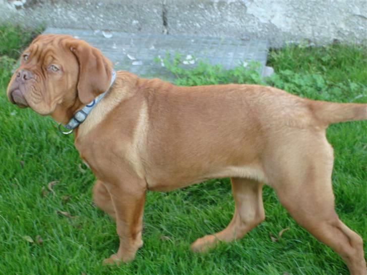 Dogue de bordeaux Vegasus Asja R.I.P. billede 10