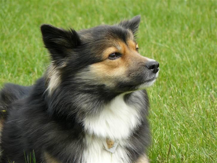 Islandsk fårehund Höféasel Snælda - Ligger og nyder vejret i haven billede 6