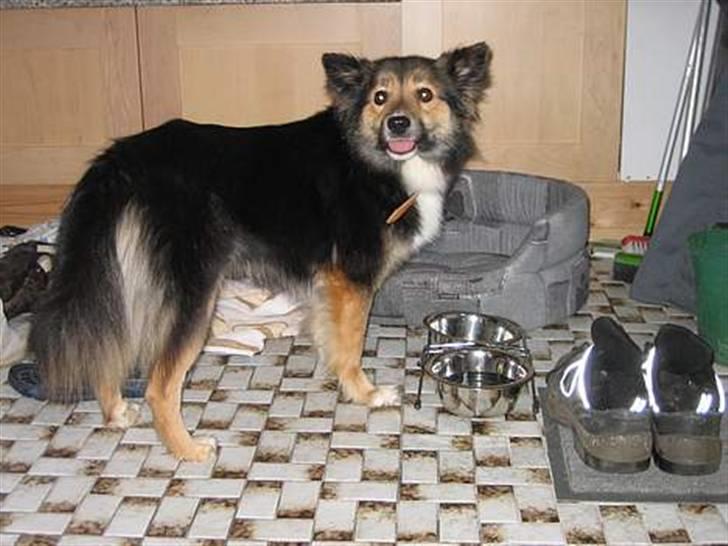 Islandsk fårehund Höféasel Snælda - Første aften vi fik hende. Bange var hun godt nok ;-) billede 7