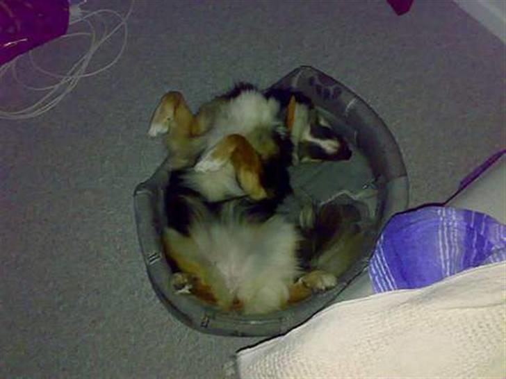 Islandsk fårehund Höféasel Snælda - Så skal mavsen nusses.. det elsker hun :) billede 8