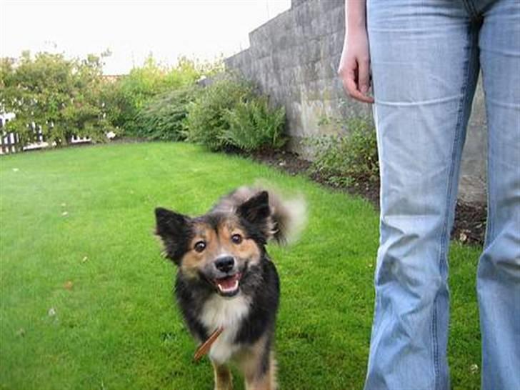 Islandsk fårehund Höféasel Snælda - Var lige kommet hjem med hende, den første dag! billede 9