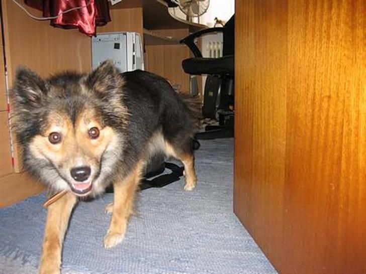 Islandsk fårehund Höféasel Snælda - En af de første dage vi havde hende billede 10