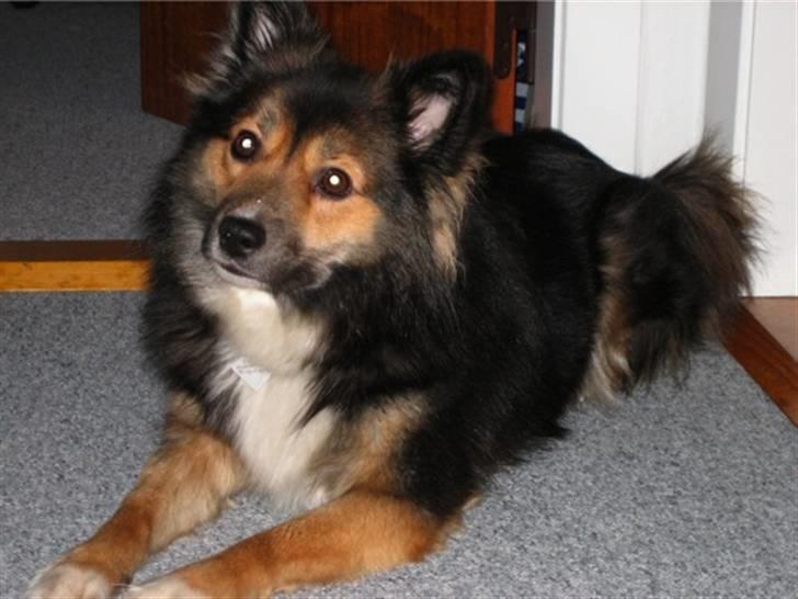 Islandsk fårehund Höféasel Snælda - Ja hvad er det hun laver med det kamera.... :-) billede 11