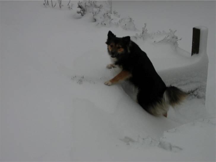 Islandsk fårehund Höféasel Snælda - Hendes første vinter med os billede 12