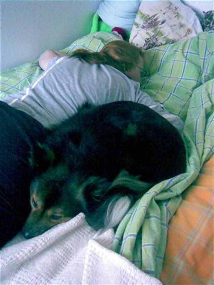 Islandsk fårehund Höféasel Snælda - Se hvor hun putter :-) billede 13