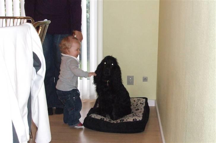 Cocker spaniel Taiya - Taiya sammen med mit lille barnebarn d.11-jan-08 billede 5