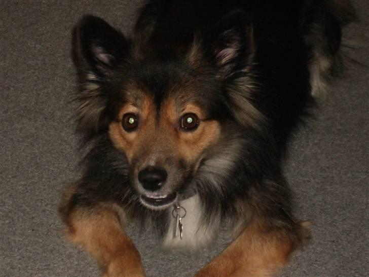 Islandsk fårehund Höféasel Snælda billede 14