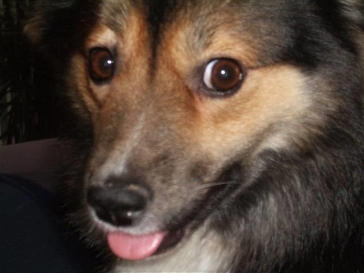 Islandsk fårehund Höféasel Snælda billede 15