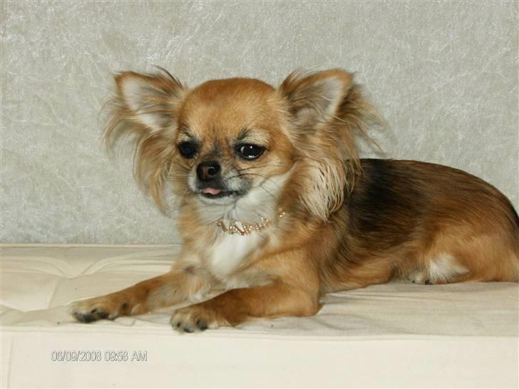 Chihuahua      *Coco Chanel*  billede 9