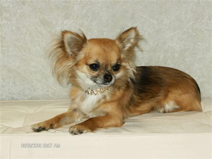 Chihuahua      *Coco Chanel*  billede 10