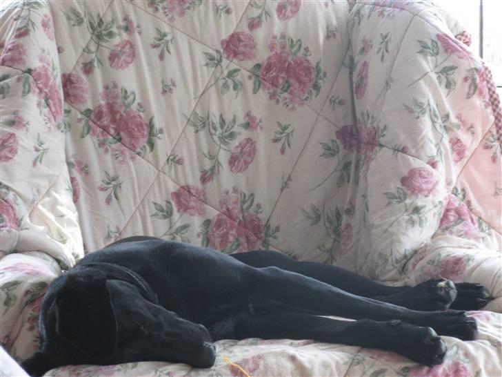 Blanding af racer **Jeaci** R.I.P :'( - Puuh! Total smadret efter en good føz´dag! :D billede 20