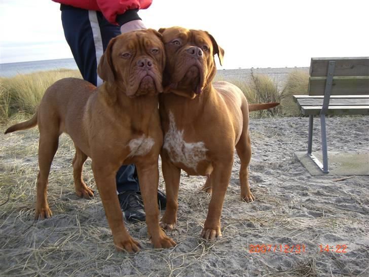 Dogue de bordeaux Vegasus Asja R.I.P. billede 11
