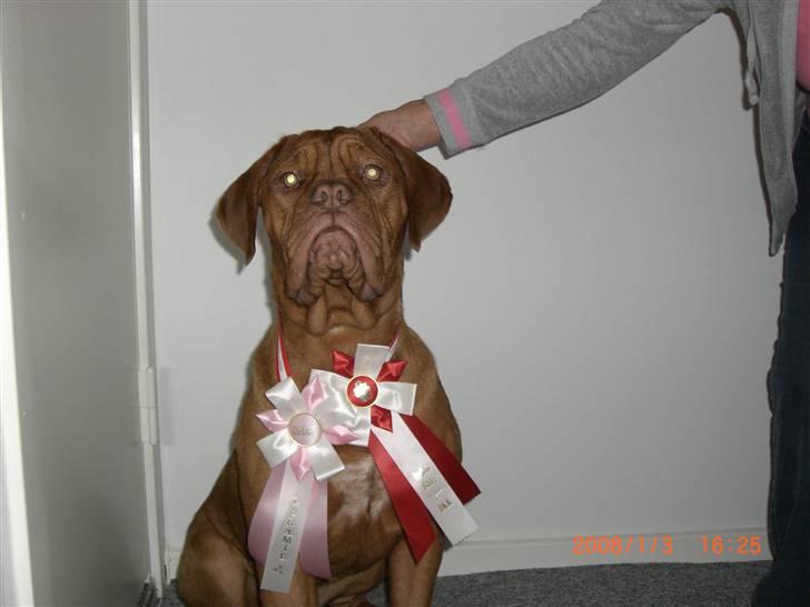 Dogue de bordeaux Vegasus Asja R.I.P. billede 12
