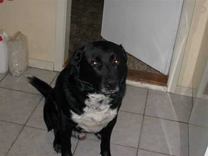 Blanding af racer Basse billede 1