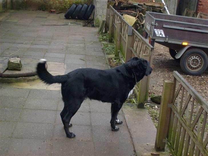 Blanding af racer Basse - Kommer der nogen? billede 2