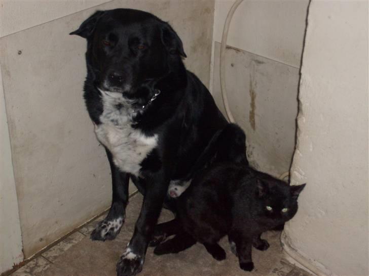 Blanding af racer Basse - Basse og hans bedste ven, katten Mikkel. eller Basse tror at katten er hans hvalp :/ billede 3