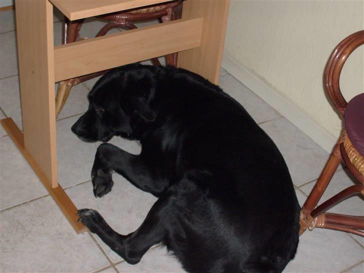 Blanding af racer Basse - Hans yndlingssted= under bordet i køkkenet :P billede 4