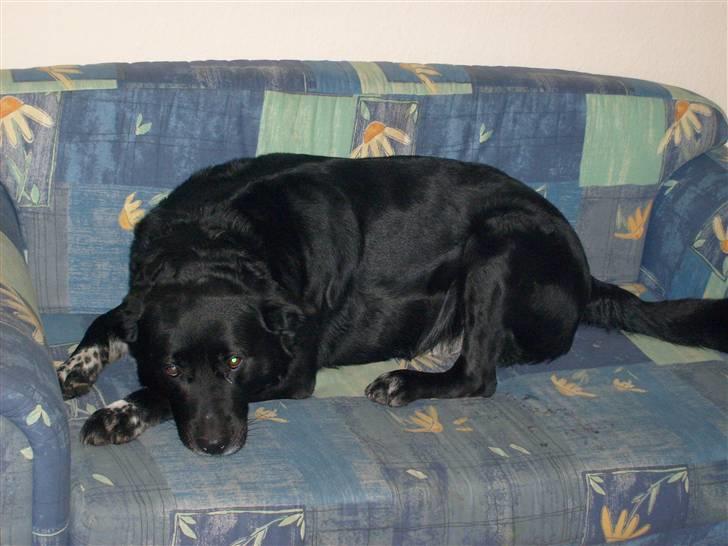 Blanding af racer Basse - hehe far er ikke hjemme ;-) billede 5