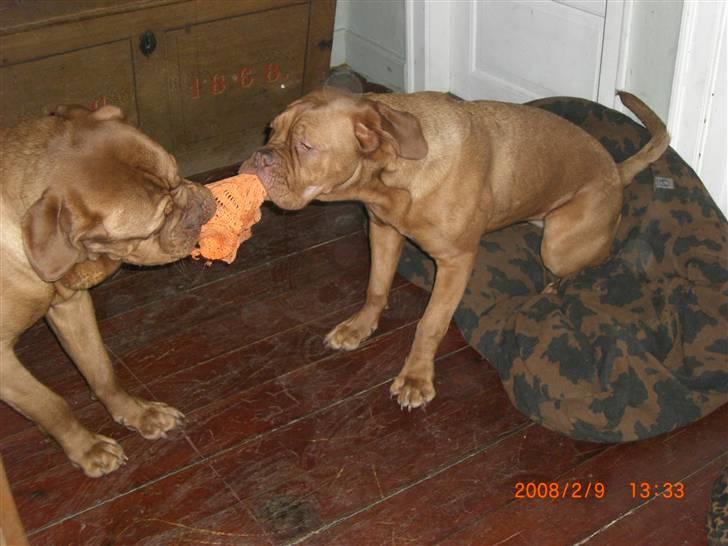 Dogue de bordeaux Vegasus Asja R.I.P. billede 13