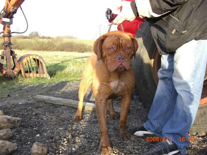 Dogue de bordeaux Vegasus Asja R.I.P. billede 14