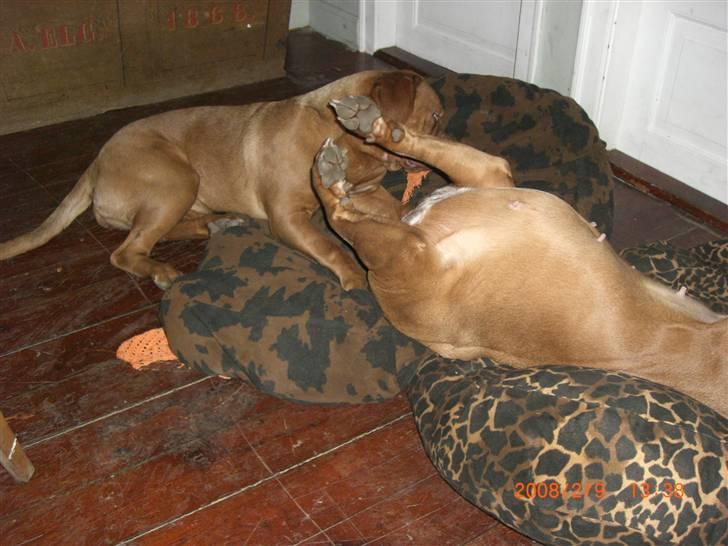 Dogue de bordeaux Vegasus Asja R.I.P. billede 15