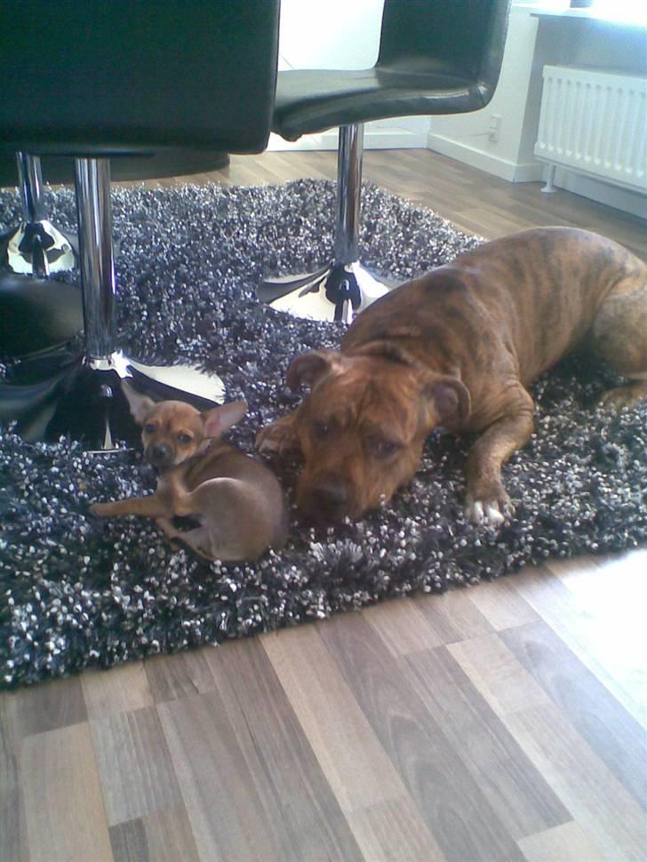 Amerikansk staffordshire terrier R.I.P True Staff Gandalf billede 1