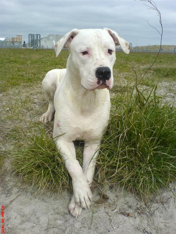 Amerikansk bulldog Lille Fede Knut billede 1