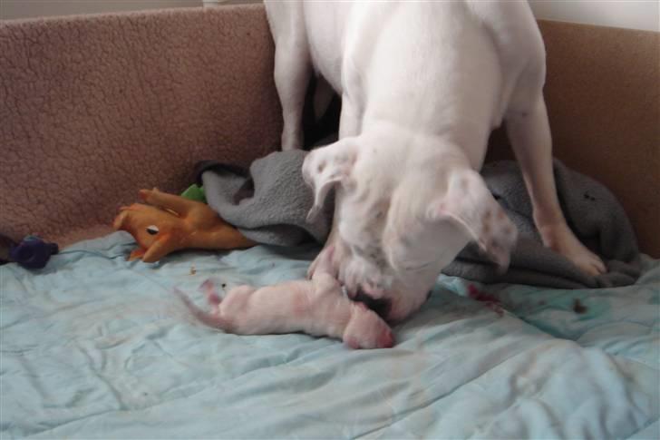 Amerikansk bulldog Lille Fede Knut billede 2