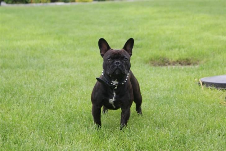 Fransk bulldog Rocko billede 5