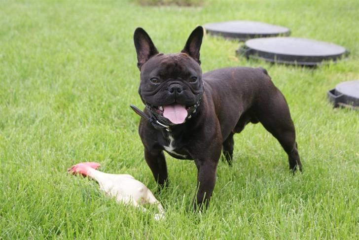 Fransk bulldog Rocko billede 6