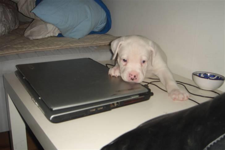 Amerikansk bulldog Lille Fede Knut billede 3