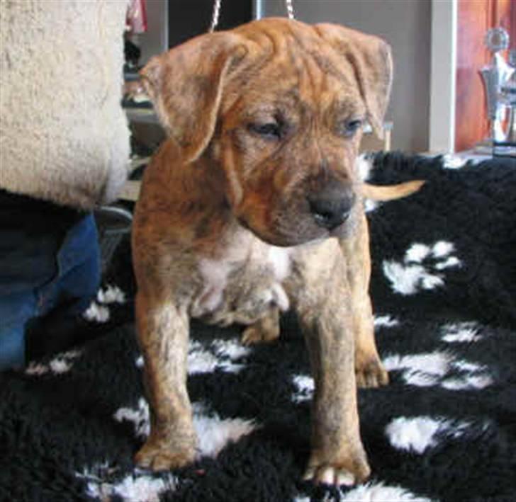 Amerikansk staffordshire terrier R.I.P True Staff Gandalf billede 2