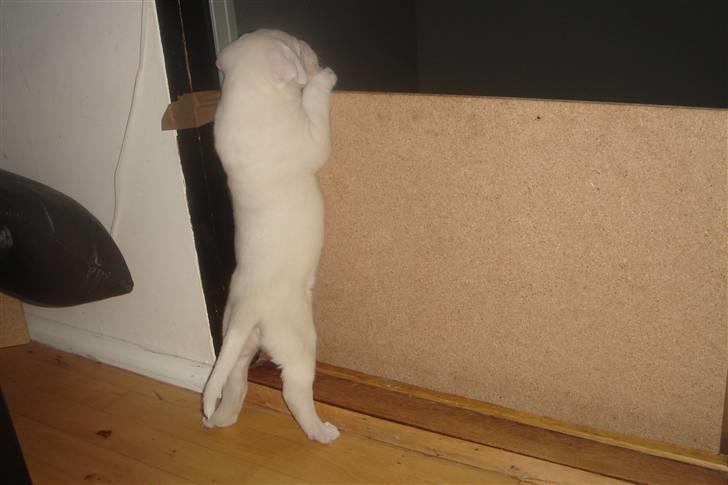 Amerikansk bulldog Lille Fede Knut billede 4