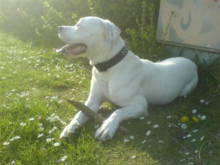 Amerikansk bulldog Lille Fede Knut billede 5