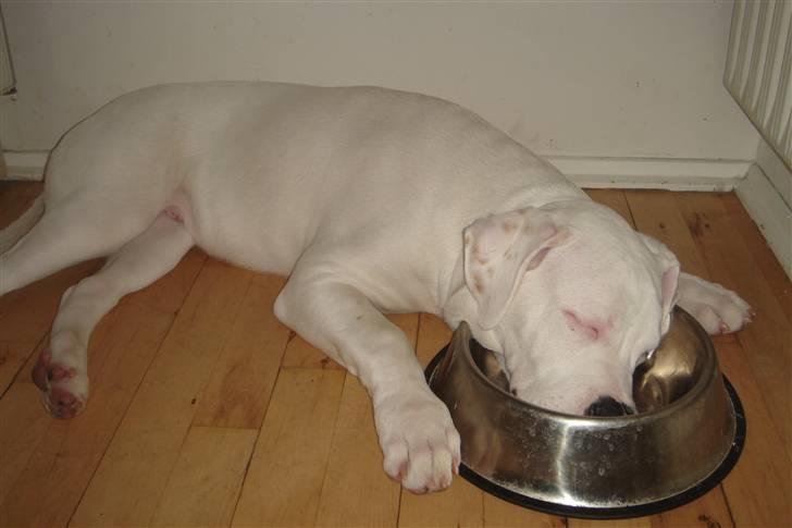 Amerikansk bulldog Lille Fede Knut billede 6