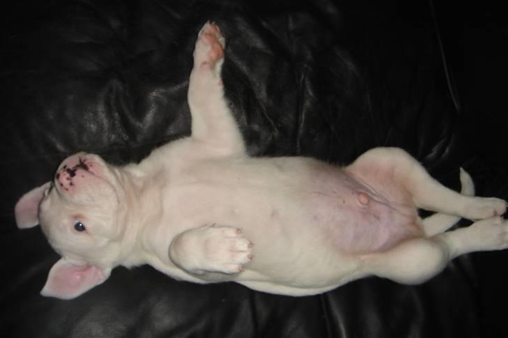 Amerikansk bulldog Lille Fede Knut billede 7