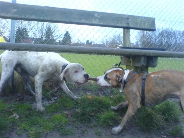 Amerikansk bulldog Lille Fede Knut billede 8