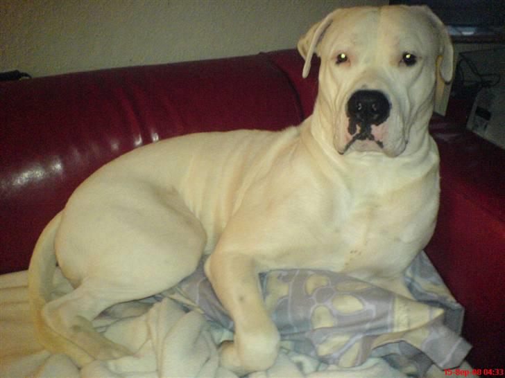 Amerikansk bulldog Lille Fede Knut billede 9