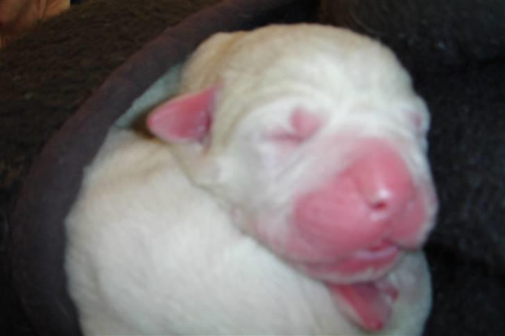Amerikansk bulldog Lille Fede Knut billede 10