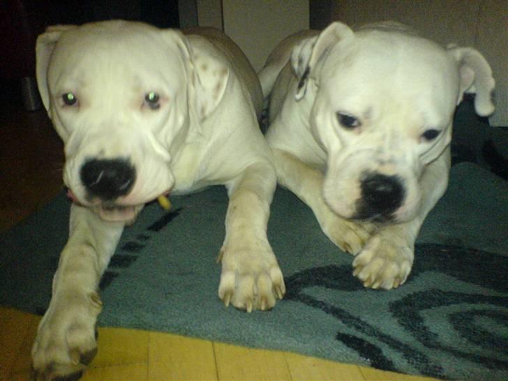 Amerikansk bulldog Lille Fede Knut billede 11