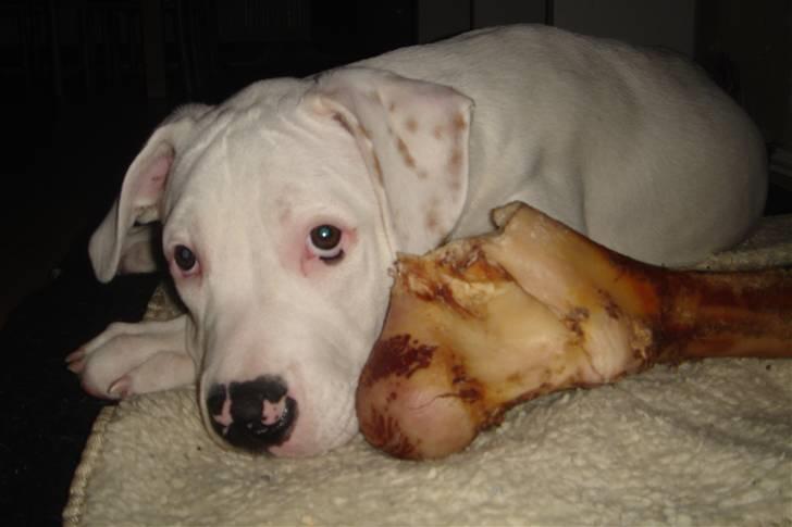 Amerikansk bulldog Lille Fede Knut billede 12