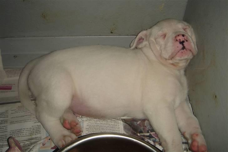 Amerikansk bulldog Lille Fede Knut billede 13