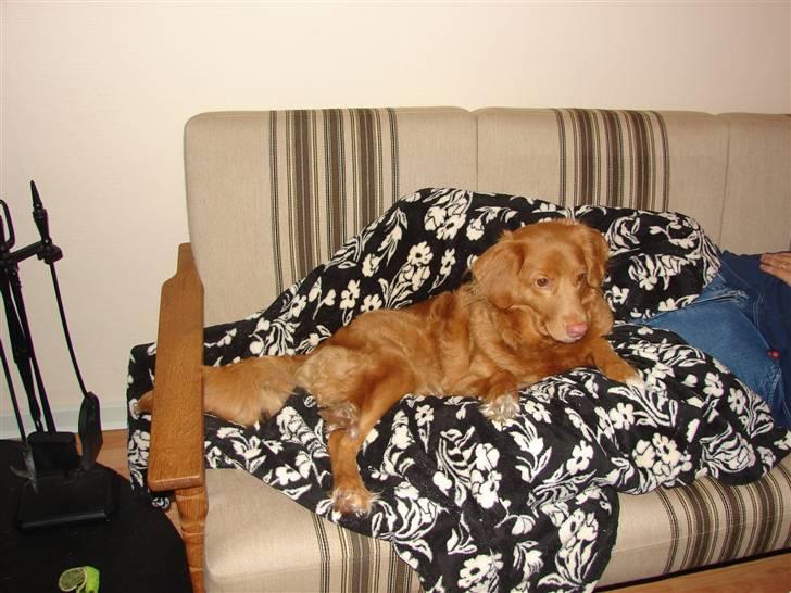 Nova scotia duck tolling retriever billie - her på sofaen    det er  lækkert billede 1