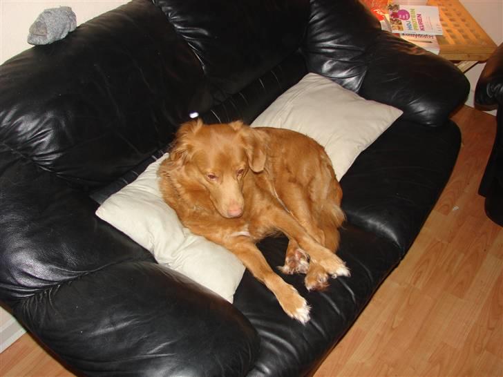 Nova scotia duck tolling retriever billie billede 3