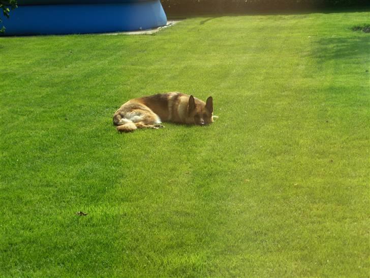 Schæferhund Sitta *DØD* billede 6