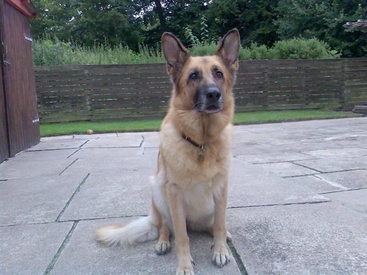 Schæferhund Sitta *DØD* billede 7