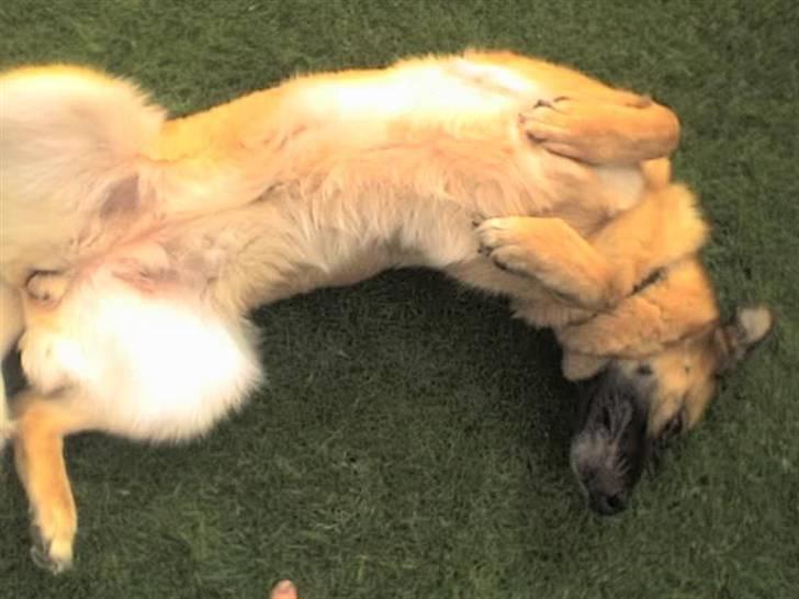 Schæferhund Sitta *DØD* billede 8