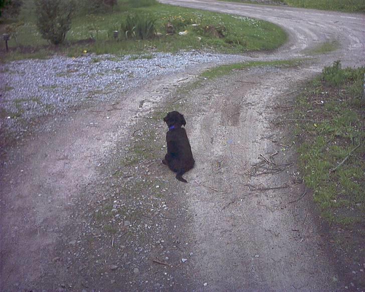 Flat coated retriever Freja - Sidder og kigger efter far billede 1