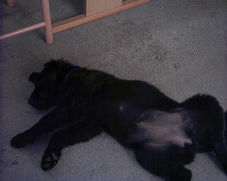 Flat coated retriever Freja billede 2